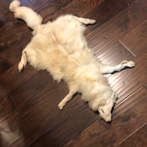 White fox pelt